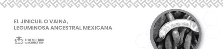 El jinicuil o vaina: leguminosa ancestral mexicana