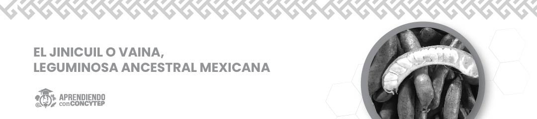 El jinicuil o vaina: leguminosa ancestral mexicana