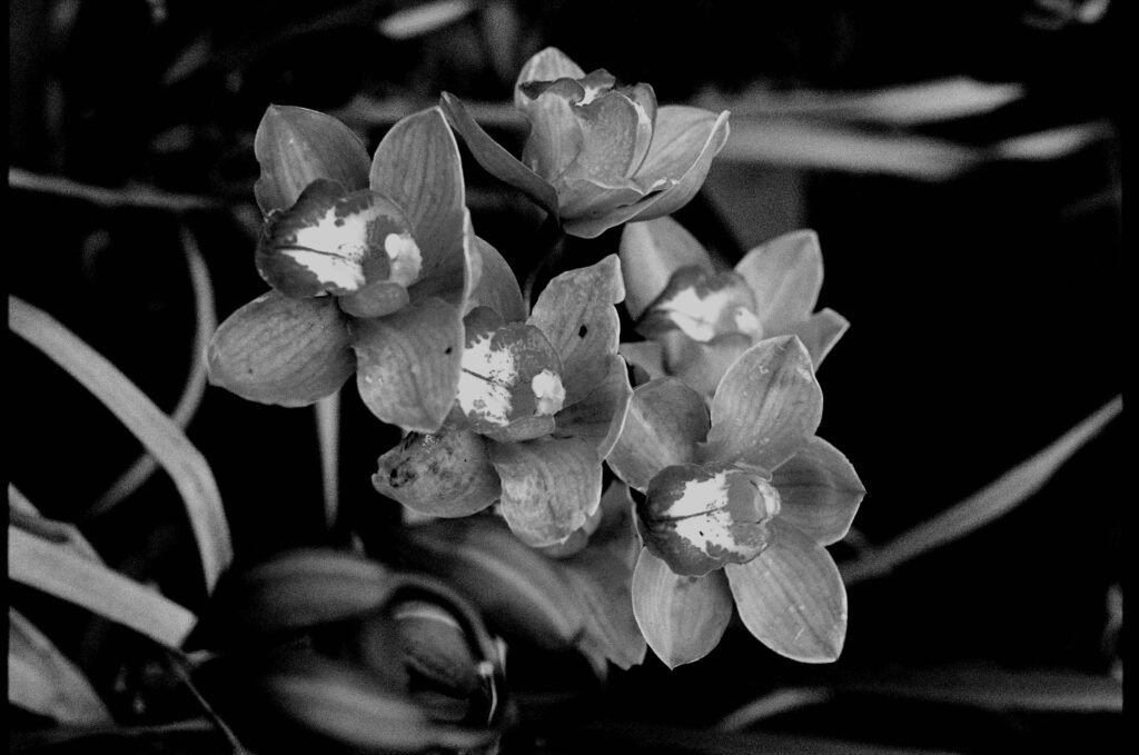 A
Titulo: Ecos de orquídeas
Autor: Iván Alexander Santos Cabrera