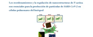 Los reordenamientos y la regulación de nanoestructuras de F-actina son esenciales para la producción de partículas de SARS-CoV-2 en células pulmonares del huésped