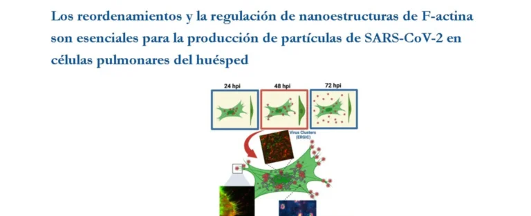 Los reordenamientos y la regulación de nanoestructuras de F-actina son esenciales para la producción de partículas de SARS-CoV-2 en células pulmonares del huésped